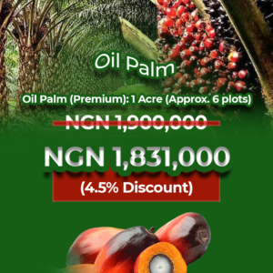 Oil Palm (Premium)